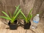 Cymbidium Hanalei alba x sib (3.5” pot) - Image 3