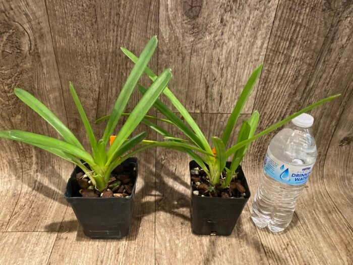 Cymbidium Hanalei alba x sib (3.5” pot) - Image 3