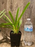 Cymbidium Hanalei alba x sib (3.5” pot) - Image 4