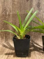 Cymbidium Hanalei alba x sib (3.5” pot) - Image 5