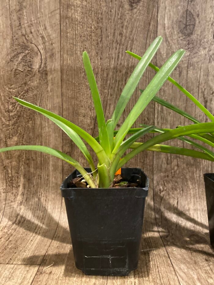 Cymbidium Hanalei alba x sib (3.5” pot) - Image 5