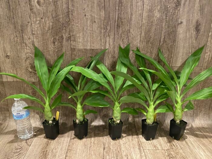 Monnierara Millennium Magic ‘Witchcraft’ - Black Orchid (2.25” Pot) - Image 8
