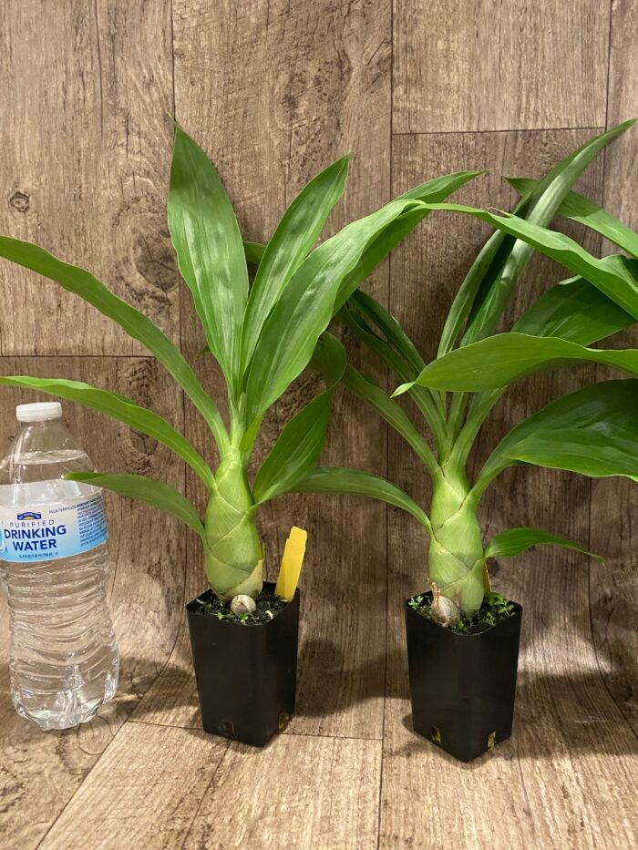 Monnierara Millennium Magic ‘Witchcraft’ - Black Orchid (2.25” Pot) - Image 4