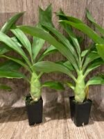 Monnierara Millennium Magic ‘Witchcraft’ - Black Orchid (2.25” Pot) - Image 5