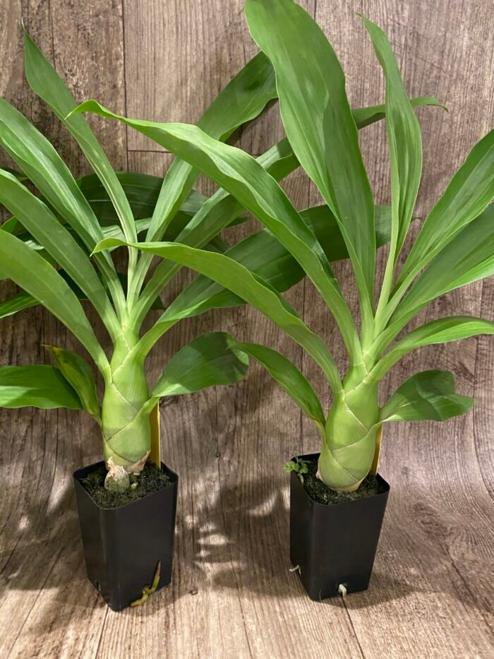 Monnierara Millennium Magic ‘Witchcraft’ - Black Orchid (2.25” Pot) - Image 6