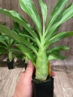 Monnierara Millennium Magic ‘Witchcraft’ - Black Orchid (2.25” Pot) - Image 3