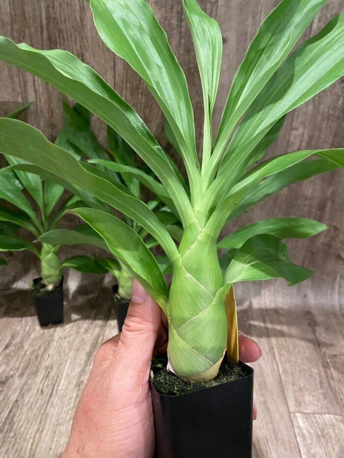 Monnierara Millennium Magic ‘Witchcraft’ - Black Orchid (2.25” Pot) - Image 3
