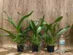 Triple Spikes - Oncidium Sharry Baby ‘Sweet Fragrance’ Huge Plants (3.5” pot) - Image 2