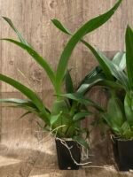 Triple Spikes - Oncidium Sharry Baby ‘Sweet Fragrance’ Huge Plants (3.5” pot) - Image 4