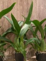 Triple Spikes - Oncidium Sharry Baby ‘Sweet Fragrance’ Huge Plants (3.5” pot) - Image 5