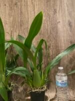 Triple Spikes - Oncidium Sharry Baby ‘Sweet Fragrance’ Huge Plants (3.5” pot) - Image 6