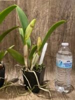 In Sheath Pot. Dick Smith'Paradise' (Pot. Hisako Akatsuka × Hawaiian Lightning) (3.5" Pot) - Image 6