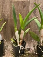 In Sheath Pot. Dick Smith'Paradise' (Pot. Hisako Akatsuka × Hawaiian Lightning) (3.5" Pot) - Image 5