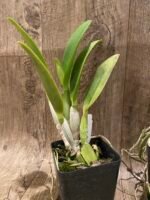 In Sheath Pot. Dick Smith'Paradise' (Pot. Hisako Akatsuka × Hawaiian Lightning) (3.5" Pot) - Image 4