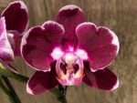 Double Spikes Phalaenopsis Fantastic Choco