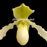 Paph. Joseito '#2' × Toni Semple 'Eve' Blooming Size (3.5” pot)