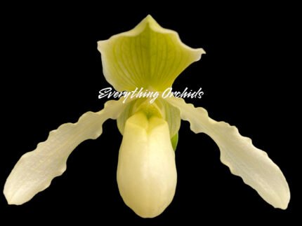 In Spike Paph. Joseito #2 × Toni Semple 'Eve' (3.5” pot)