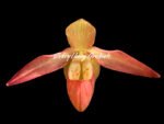 Phrag. Millbrook (besseae x Nicolle Tower)