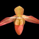 Phrag. Millbrook (besseae x Nicolle Tower)