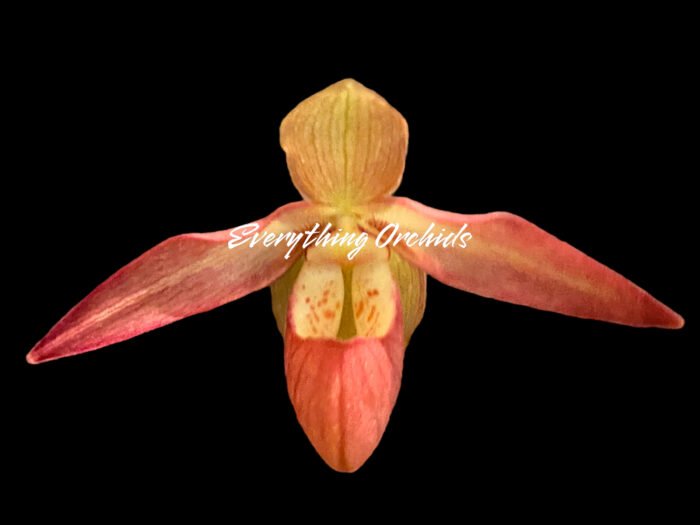 Phrag. Millbrook (besseae x Nicolle Tower)