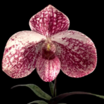 Paph. QF akala lelo (delenatii dunkel x leucochilum)