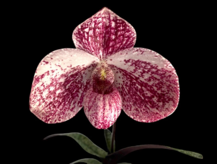 Paph. QF akala lelo (delenatii dunkel x leucochilum)