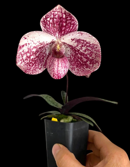 Paph. QF akala lelo (delenatii dunkel x leucochilum)