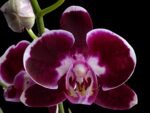 Double Spikes Phalaenopsis Fantastic Choco