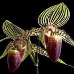 Paph. philipinense x (roths. 'Jungle Selected' x roths. 'Atlantis') (3.5" pot)