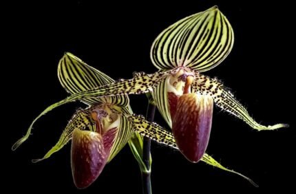 Paph. philipinense x (roths. 'Jungle Selected' x roths. 'Atlantis') (3.5" pot)