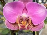 Double Spikes Phalaenopsis New Hybrid Novelty NOID (3.5" pot) - Image 3