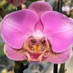 Double Spikes Phalaenopsis New Hybrid Novelty NOID (3.5" pot)