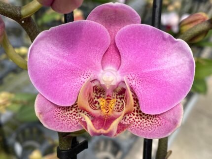 Double Spikes Phalaenopsis New Hybrid Novelty NOID (3.5" pot)