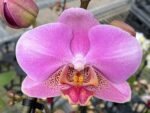 Double Spikes Phalaenopsis New Hybrid Novelty NOID (3.5" pot) - Image 2