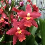 Double Spikes  - Oncidium (Wils.) Space Mine ‘Red Rendezvous’ (3.5” pot)