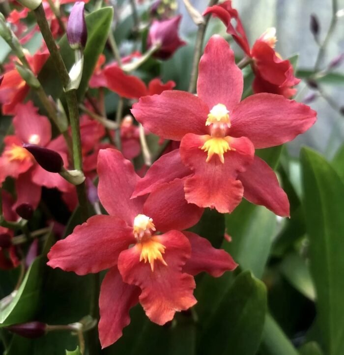 Double Spikes  - Oncidium (Wils.) Space Mine ‘Red Rendezvous’ (3.5” pot) - Image 1