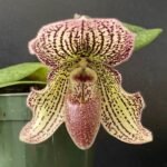 Blooming Size - Paphiopedilum Iona Double Plants  (2” pot)
