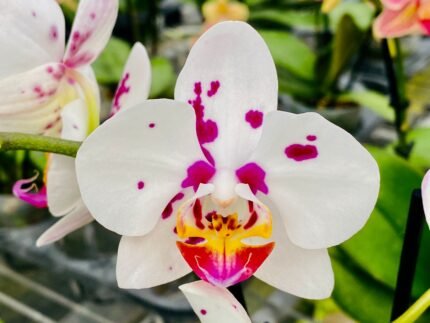 Phal. Happy Mark x Phal. Amabilis (3.5" pot)