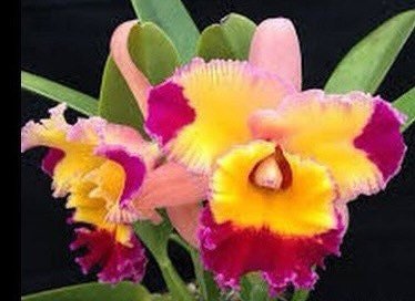 Pot. Dick Smith'Paradise' (Pot. Hisako Akatsuka × Hawaiian Lightning) (3.5" Pot)