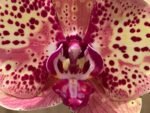 In Spike Phalaenopsis GC Reyoung Peach (4.5" pot) - Image 4