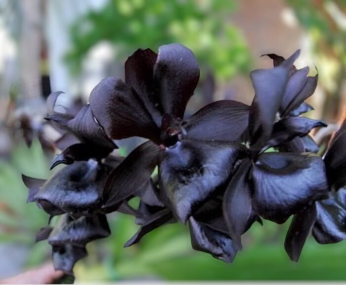 Monnierara Millennium Magic ‘Witchcraft’ - Black Orchid (2.25” Pot) - Image 2