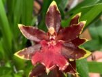 Double Spikes Odontocidium Wildcat ‘Golden Red Star’ (3.5” Pot)
