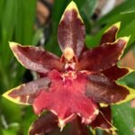 Double Spikes Odontocidium Wildcat ‘Golden Red Star’ (3.5” Pot)
