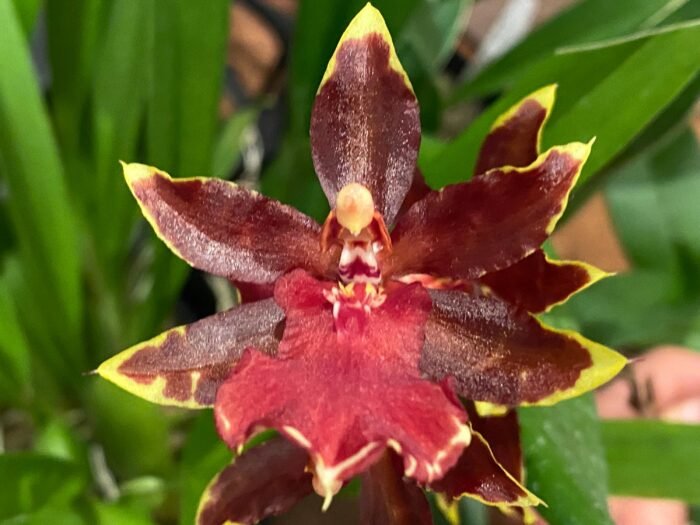 Double Spikes Odontocidium Wildcat ‘Golden Red Star’ (3.5” Pot) - Image 1