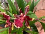 Tall Spike Odontocidium Wildcat ‘Golden Red Star’ Huge Plants (3.5” Pot) - Image 4