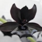 Monnierara Millennium Magic ‘Witchcraft’ - Black Orchid (2.25” Pot)