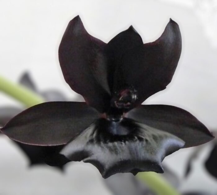 Monnierara Millennium Magic ‘Witchcraft’ - Black Orchid (2.25” Pot) - Image 1