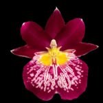 Quadruple Spikes  Miltoniopsis Edie Brown ‘Sparkling Diamond’ AM/AOS (3.5” Pot)