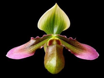 In Bud/Spike - Paph. hookerae x sib (2” pot)