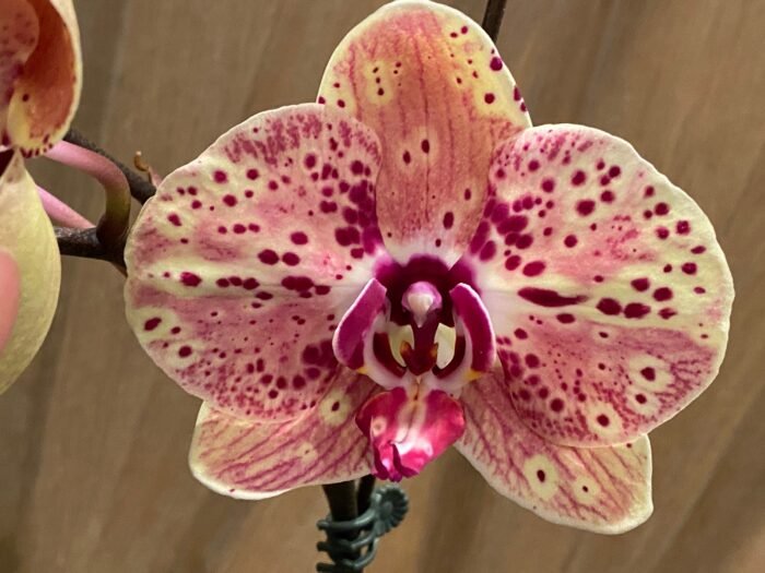 In Spike Phalaenopsis GC Reyoung Peach (4.5" pot) - Image 3